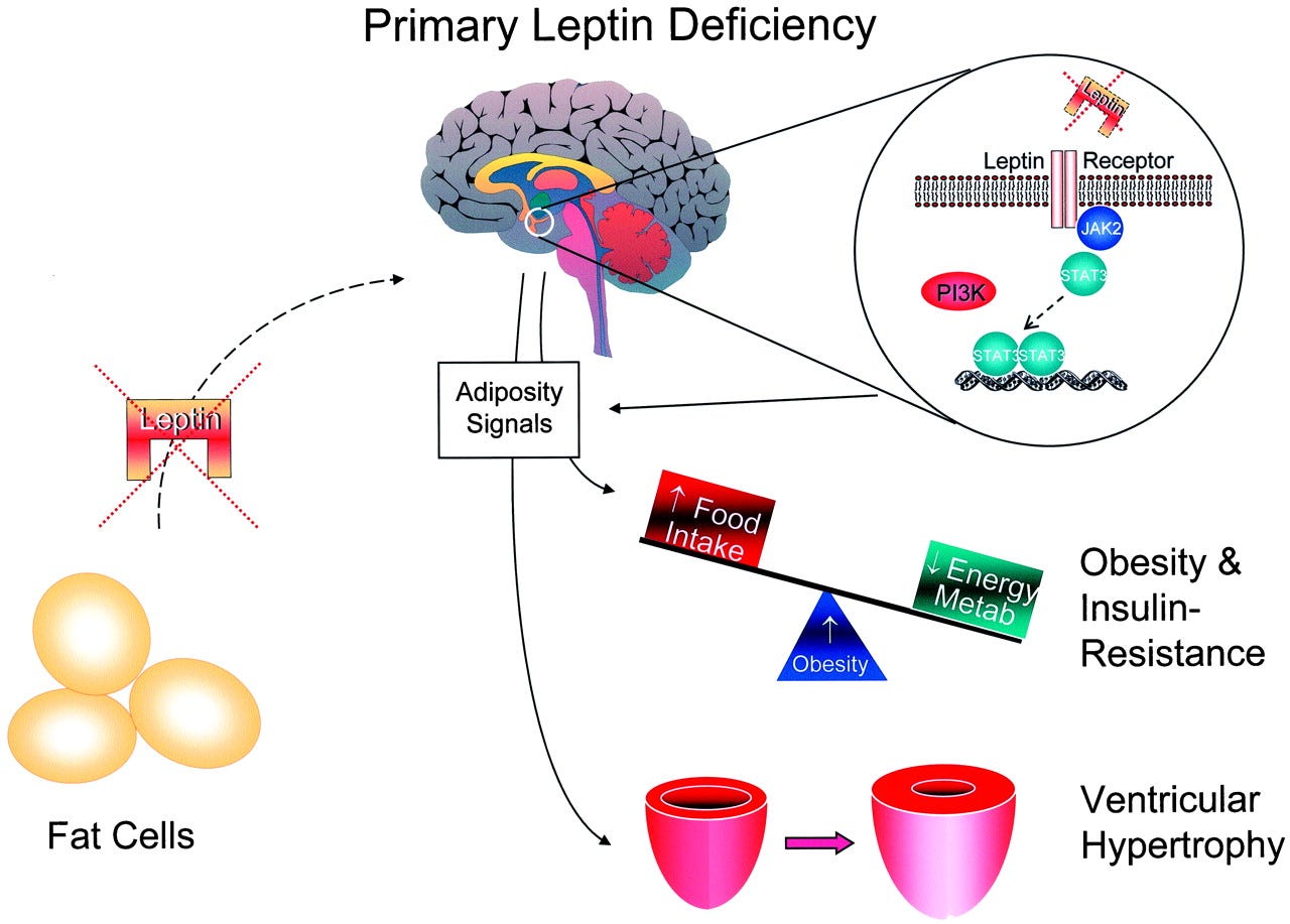 Leptin and Leptin Resistance: Everything You Need to Know