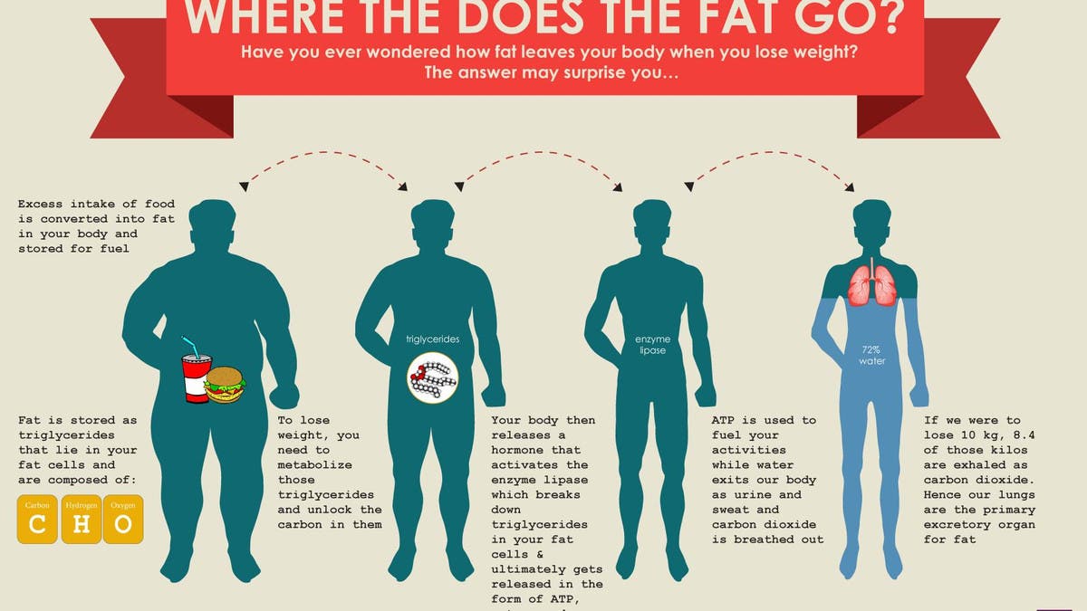 Where do you lose fat first?