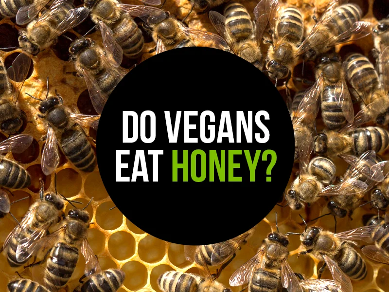 Honey farming may harm bee health