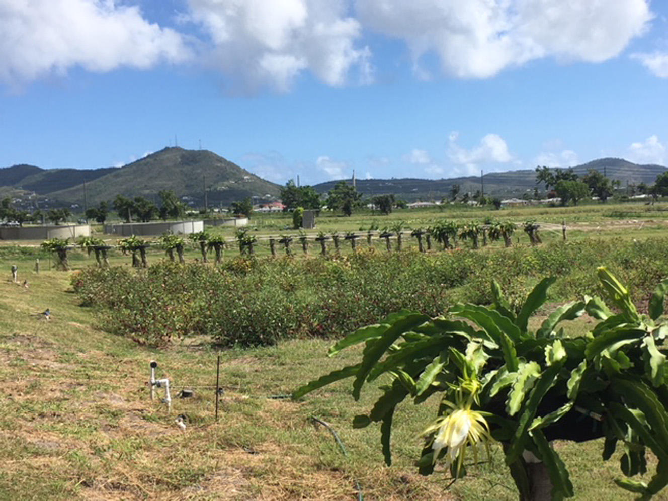 The Future of Sustainable Agriculture in Trinidad and Tobago