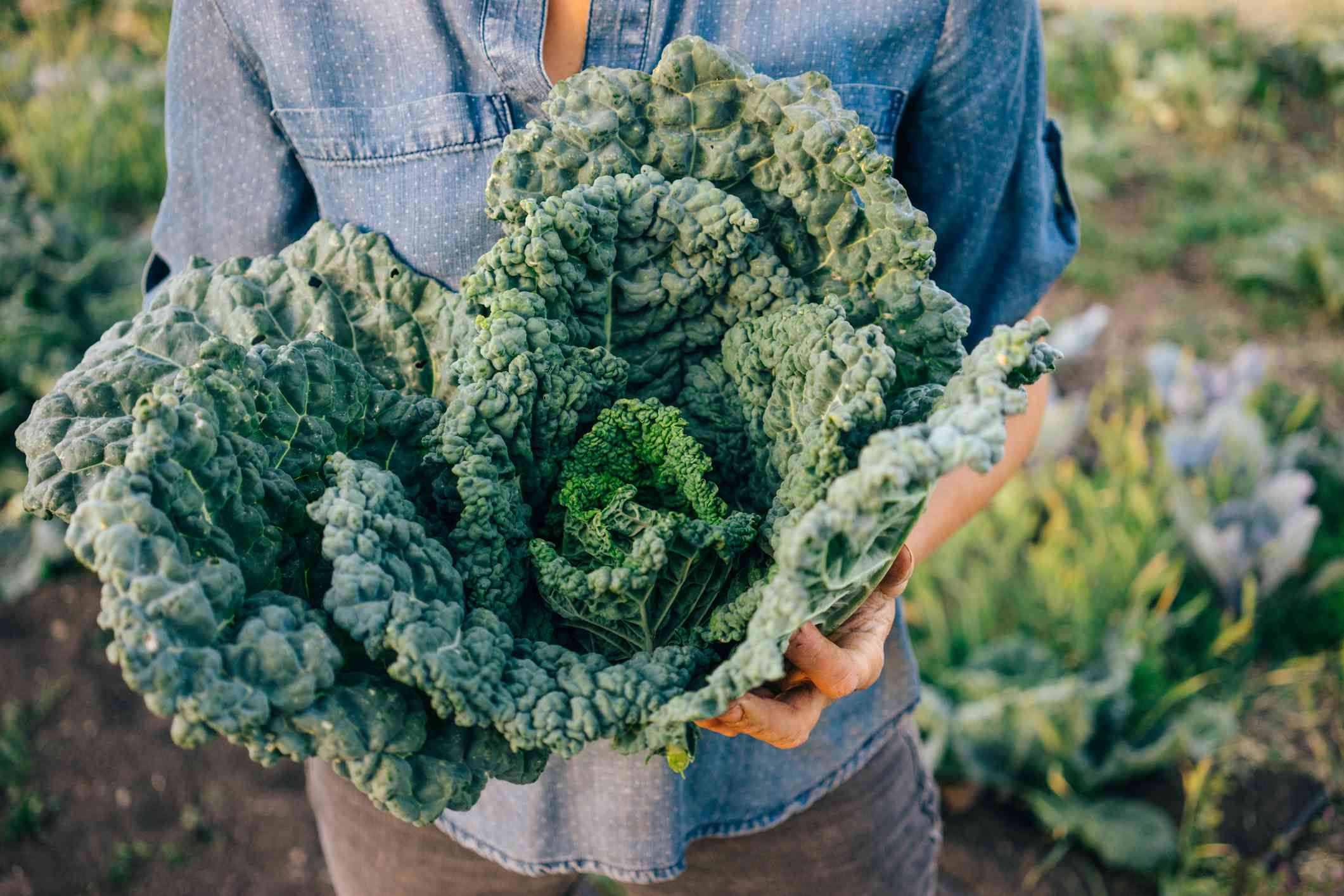 Another health benefit of kale is its high fiber content. Fiber is essential for healthy digestion and can help prevent constipation and promote regular bowel movements. It also helps control blood sugar levels and can aid in weight management.
