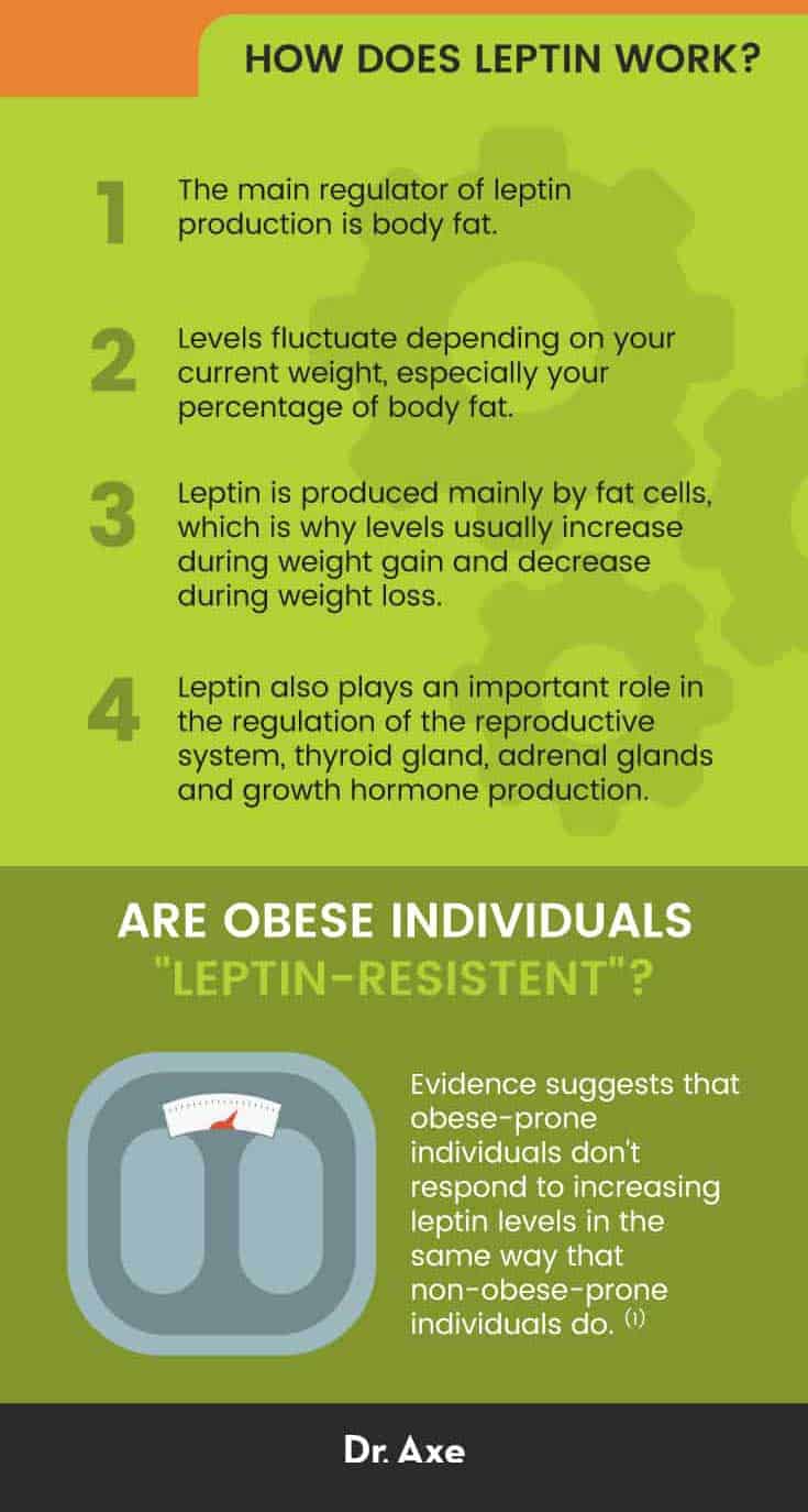 When leptin levels are low, the brain receives a signal that the body is in an energy-deficient state, resulting in increased hunger and slowed metabolism. However, when leptin levels are high, the brain is notified that the body has ample energy stores, reducing hunger and increasing metabolic rate. This delicate balance between leptin and the brain is crucial for maintaining energy homeostasis.
