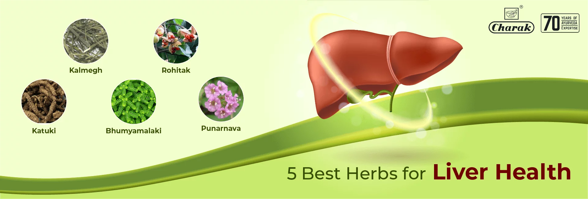 The 10 Best Herbs for Liver Health: Benefits and Precautions