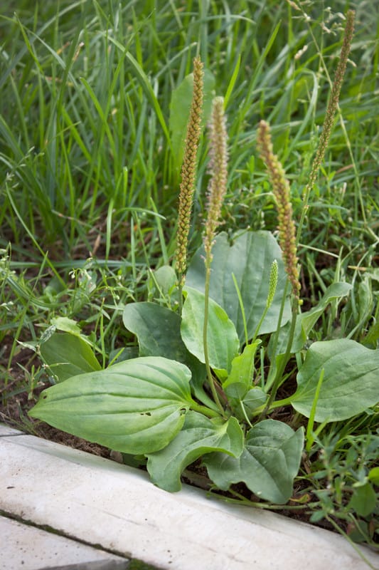 What Is Plantain Weed, and How Do You Use It?