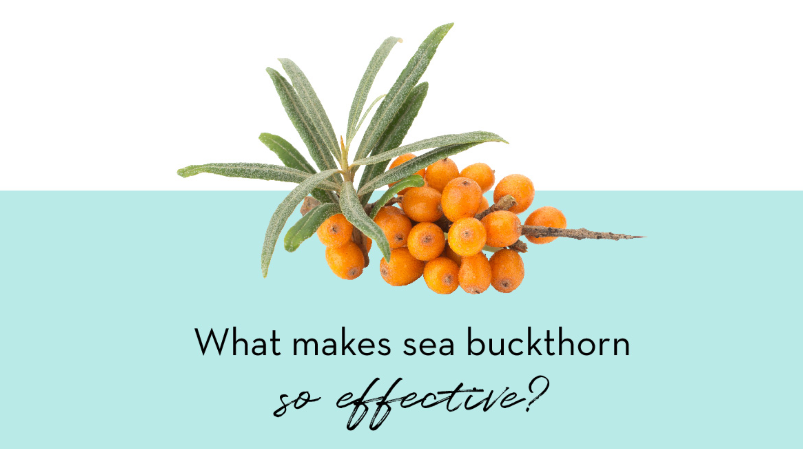 The Top 11 Health Benefits of Sea Buckthorn Oil