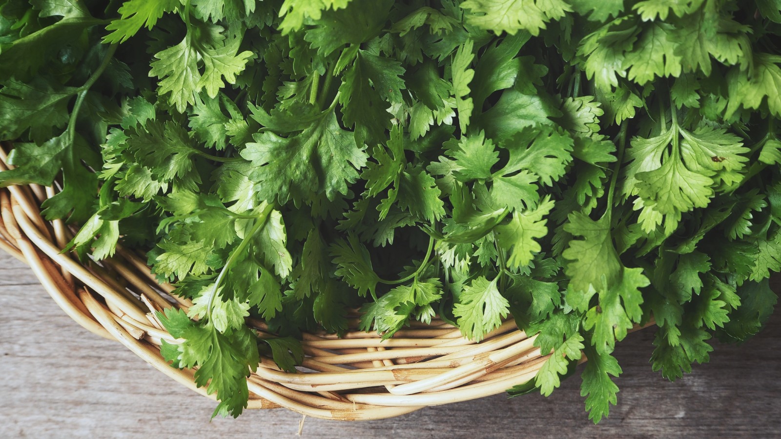 undefinedCoriander, also known as cilantro or Chinese parsley, is a versatile herb that is commonly used in various culinary dishes across the world. While it is known for its distinct flavor and aroma, coriander also offers a range of surprising health benefits that are worth exploring.