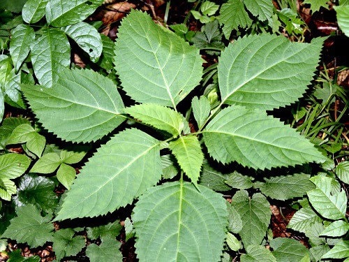 In traditional medicine, collinsonia root is believed to have a wide range of medicinal properties. It has been used to support healthy digestion, relieve occasional constipation, and promote urinary tract health. Some believe that collinsonia root may also have anti-inflammatory and pain-relieving effects.