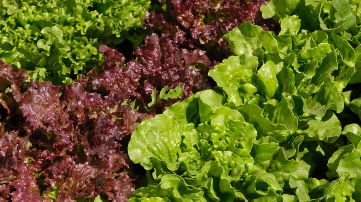 Red leaf lettuce, with its vibrant color and crisp texture, is not only a delicious addition to salads and sandwiches, but it also offers numerous health and nutrition benefits. Packed with essential vitamins, minerals, and antioxidants, red leaf lettuce is a valuable addition to any diet.